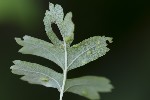 5du09247 - Eriophyes crataegi