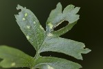 5du09253 - Eriophyes crataegi