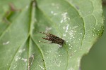 5du09260 - Psyche sp.