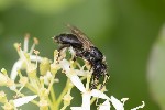 5du09316 - Andrena nitida