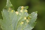 5du09403 - Pediaspis aceris