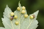 5du09405 - Pediaspis aceris