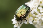 5du09511 - Cetonia aurata