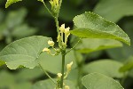 5du09540 - Aristolochia clematidis