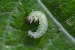 5du09575 - Euura leucosticta