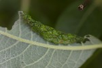 5du09586 - Euura leucosticta