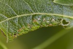 5du09590 - Euura leucosticta