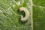 5du09598 - Euura leucosticta