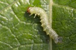 5du09601 - Euura leucosticta
