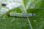5du09621 - Euura leucosticta