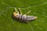 5du09778 - Coccinellidae