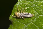 5du09799 - Coccinellidae