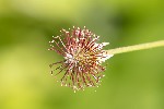 5du09853 - Geum urbanum