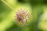 5du09855 - Geum urbanum