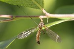 5du09901 - Tipula (Lunatipula) lunata