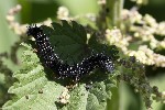 5du09926 - Aglais io