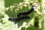 5du09928 - Aglais io