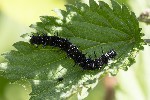 5du09933 - Aglais io