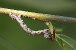 5du09947 - Lycia hirtaria