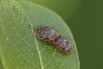 5du09961 - Didea fasciata