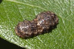 5du09981 - Didea fasciata