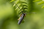5du10031 - Phytoecia icterica