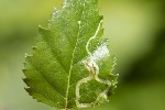 5du10061 - Agromyza alnibetulae