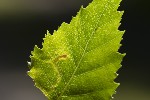 5du10070 - Agromyza alnibetulae