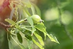 5du10101 - Mespilus germanica