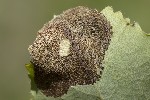 5du10125 - Chrysomela sp.