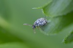 5du10178 - Bruchidius imbricornis