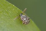 5du10185 - Bruchidius imbricornis