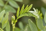 5du10200 - Galega officinalis