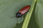 5du10206 - Ampedus sp.