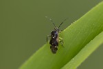 5du10230 - Lygus sp.