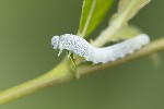 5du10335 - Trichiosoma sp.