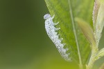 5du10341 - Trichiosoma sp.