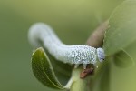 5du10363 - Trichiosoma sp.