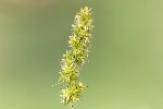 5du10422 - Carex otrubae