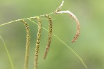5du10432 - Carex pendula