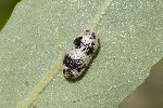 5du10436 - Campopleginae