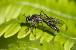 5du10486 - Dioctria hyalipennis