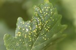 5du10530 - Phylloxera coccinea
