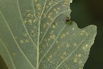5du10534 - Phylloxera coccinea