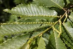 5du10543 - Castanea sativa