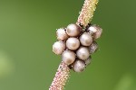 5du10607 - Rhaphigaster nebulosa