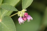 5du10613 - Symphoricarpos albus
