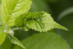 5du10629 - Dasineura plicatrix