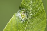 5du10643 - Iteomyia major
