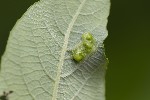 5du10650 - Iteomyia major